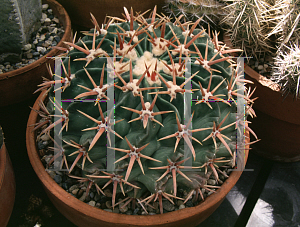 Picture of Echinocactus texensis 