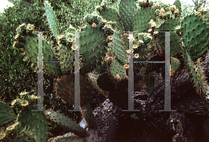 Picture of Opuntia oricola 