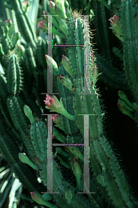 Picture of Cereus validus 