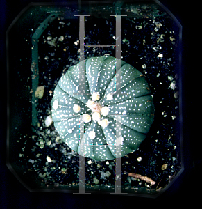 Picture of Astrophytum asterias 