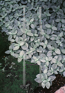 Picture of Fittonia verschaffeltii var. argyoneura 'Minima'