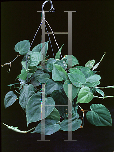 Picture of Philodendron scandens ssp. oxycardium 