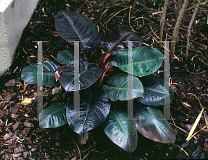 Picture of Philodendron sanguineum 