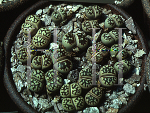 Picture of Lithops dorotheae 