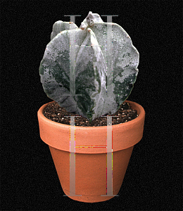 Picture of Astrophytum myriostigma 