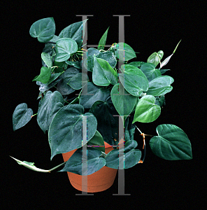 Picture of Philodendron scandens ssp. oxycardium 