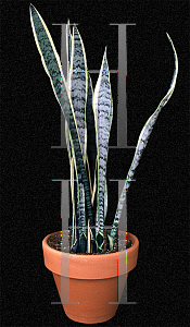Picture of Sansevieria trifasciata 'Laurentii'