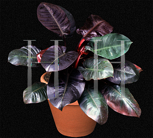 Picture of Philodendron sanguineum 