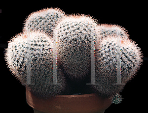 Picture of Mammillaria scrippsiana 