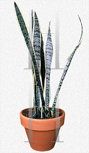 Picture of Sansevieria trifasciata 'Laurentii'