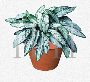 Picture of Aglaonema nitidum 'Silver King'