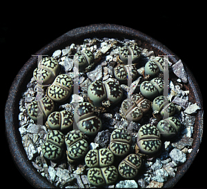 Picture of Lithops dorotheae 