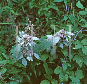 Picture of Pycnanthemum albescens 
