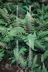 Picture of Blechnum occidentale 