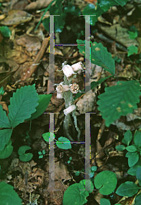 Picture of Monotropa uniflora 