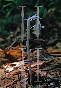 Picture of Monotropa uniflora 