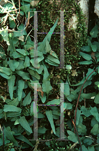 Picture of Asplenium rhizophyllum 