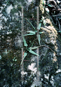 Picture of Asplenium rhizophyllum 