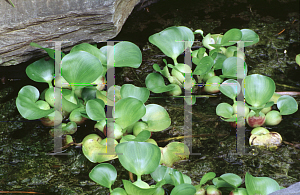 Picture of Eichhornia crassipes 