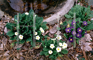 Picture of Primula x polyantha 