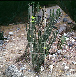 Picture of Opuntia tesajo 