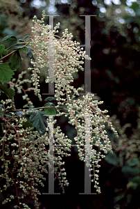 Picture of Holodiscus discolor 