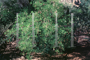 Picture of Acacia berlandieri 