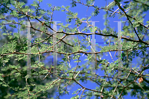 Picture of Acacia cavenia 