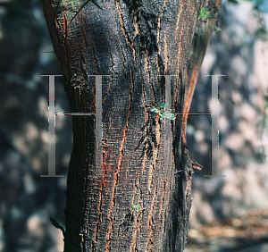Picture of Acacia cavenia 