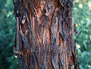 Picture of Acacia farnesiana 