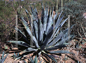 Picture of Agave americana var. expansa 