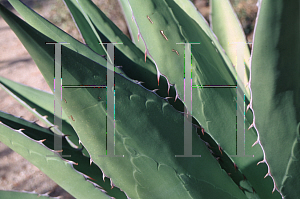 Picture of Agave auellanidens 