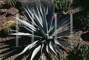 Picture of Agave chrysantha 