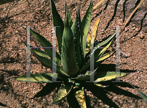 Picture of Agave difformis 