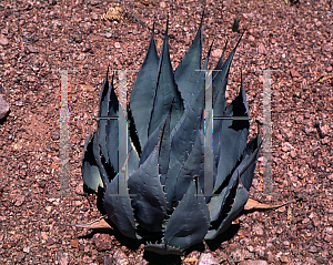 Picture of Agave flexispina 