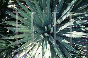 Picture of Agave funkiana 