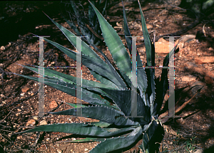 Picture of Agave gigantensis 
