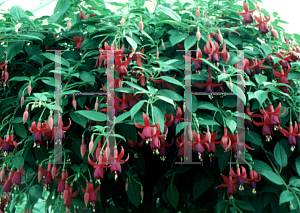 Picture of Fuchsia x 'Lord Beaconsfield'