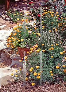 Picture of Eschscholzia californica 