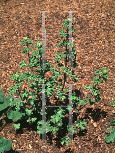 Picture of Pelargonium graveolens 'Prince Rupert'