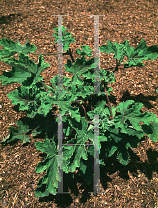 Picture of Pelargonium graveolens 'Chocolate Mint'