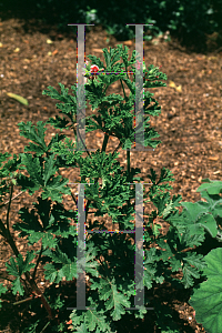 Picture of Pelargonium graveolens 'Apricot'