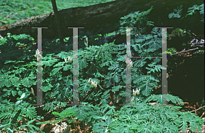 Picture of Dicentra cucullaria 