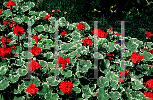 Picture of Pelargonium x hortorum 