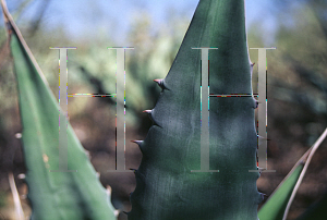 Picture of Agave gigantensis 