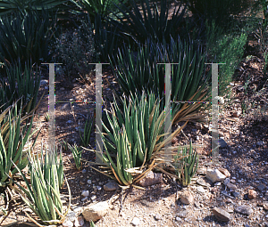 Picture of Agave lechuguilla 