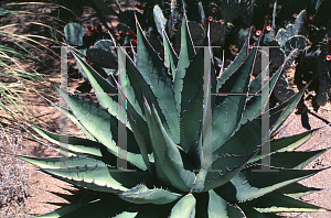 Picture of Agave macroculmis 