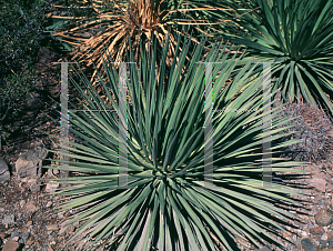 Picture of Agave ocahui 