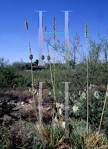 Picture of Agave parryi var. conesii 
