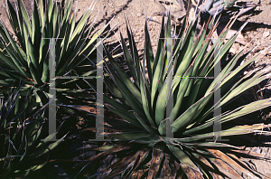 Picture of Agave pelona 
